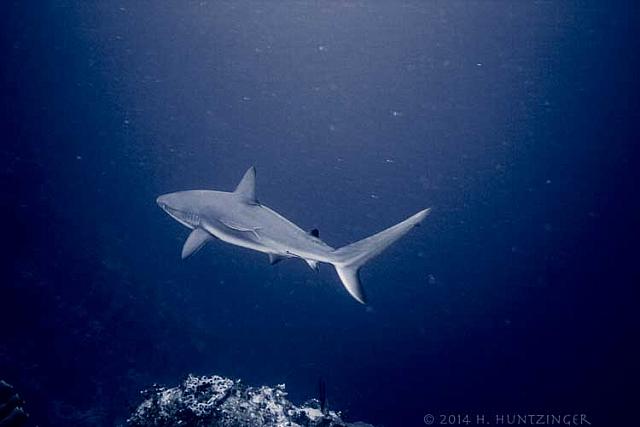 IMG 6889-shark-desaturate