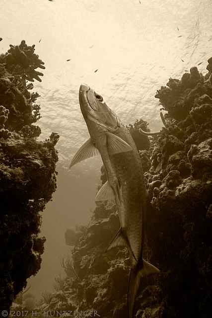 Tarpon rising 4827 sepia