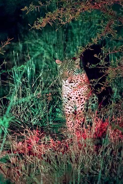2016-leopard-7Y8A0899-cw