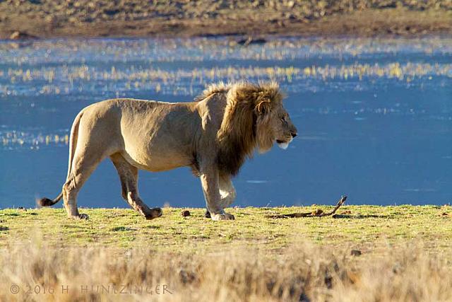 2016-lion 2859