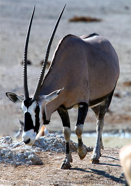 2016-oryx-7Y8A1661 2r
