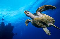 Hawksbill356 1626