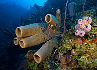 IMG 6062-sponges