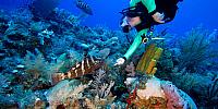 IMG 6112-JH+grouper