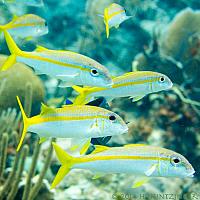 IMG 6118-snappers