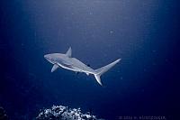 IMG 6889-shark-desaturate
