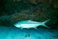 Tarpon 4794