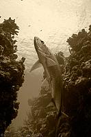 Tarpon rising 4827 sepia