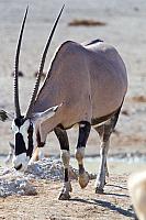 2016-oryx-7Y8A1661-original