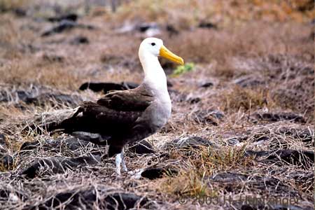 Galapagos Islands - Waved Albatross � Huntzinger