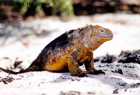 Galapagos Islands - Land Iguana  � Huntzinger