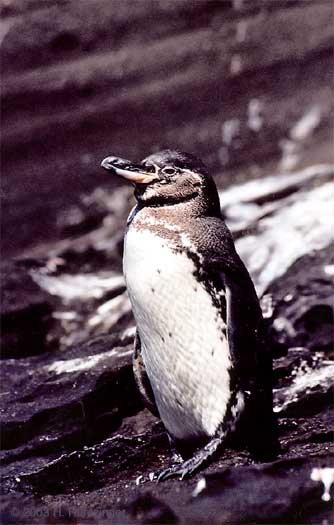Galapagos Islands - Galapagos Penguin � Huntzinger