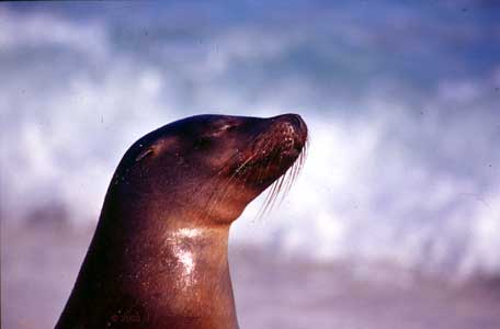 Galapagos Islands - Sea Lion  � Huntzinger