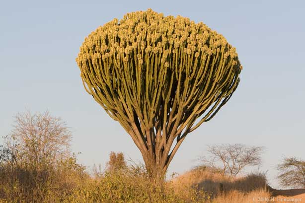 [http://www.huntzinger.com/photo/2006/tanzania/cactus(4096).jpg]